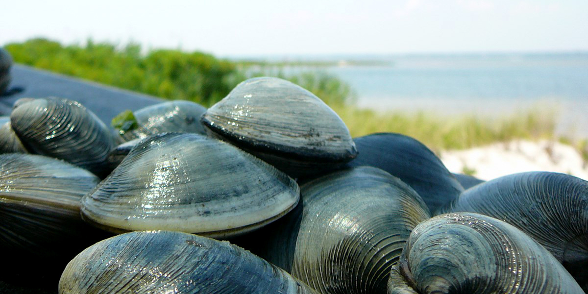 Fire Island Clams Nps