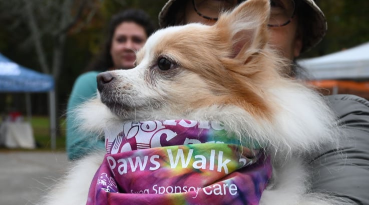 Licares Paws Walk