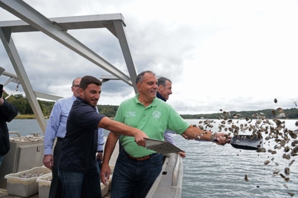 Oyster Bay Shellfish Release