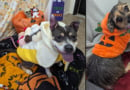 Howl O Ween Dogs