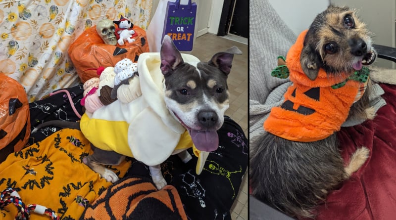 Howl O Ween Dogs